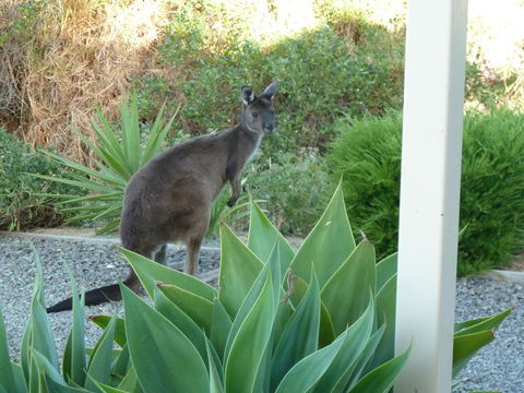 SeaShells Penneshaw - Accommodation Resorts 3