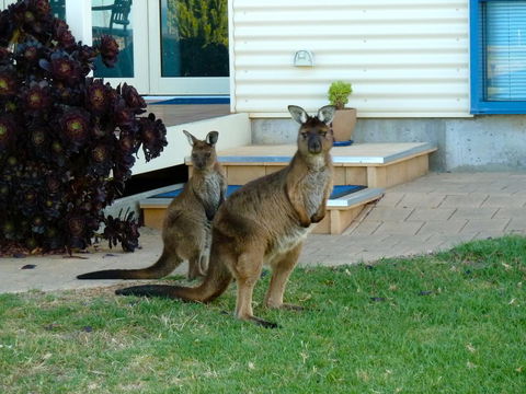 SeaShells Penneshaw - Accommodation Resorts 29