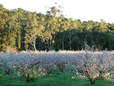 Taralee Orchards - Accommodation Resorts 5