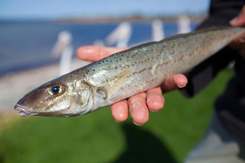 Modra\'s Apartments - Accommodation Resorts 18