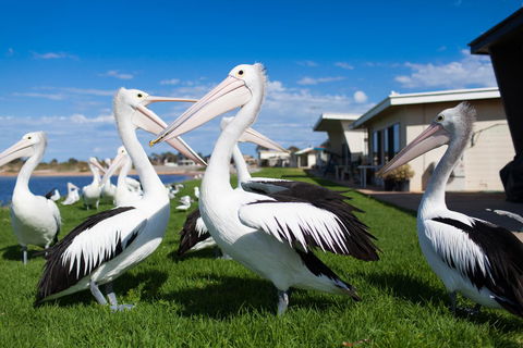 Modra\'s Apartments - Accommodation Resorts 13