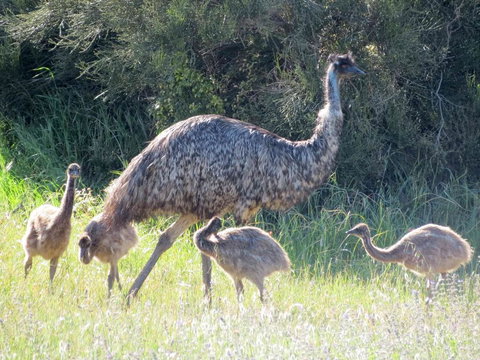 Edge Of Innes - Accommodation Resorts 13