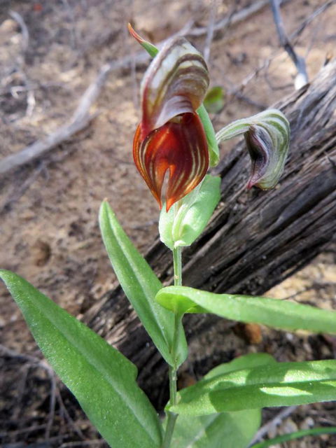 Kanga Cottage - Accommodation Resorts 28