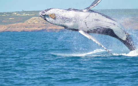 Unit 42 Kalbarri Beach Resort - Accommodation Resorts 21