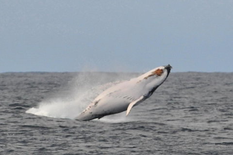 Albany Motel & Apartments - Accommodation Resorts 19