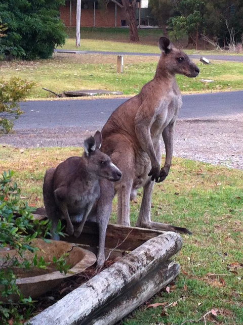 Jetz Bungalow - Accommodation Resorts 13