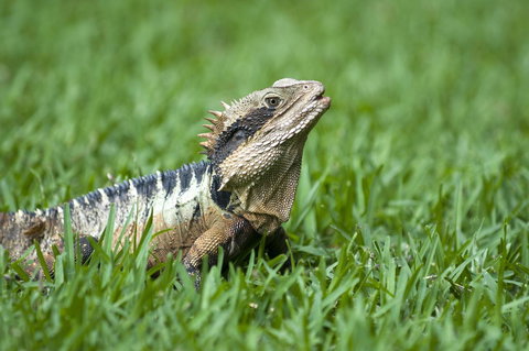 Flynns Beach Resort - Accommodation Resorts 14