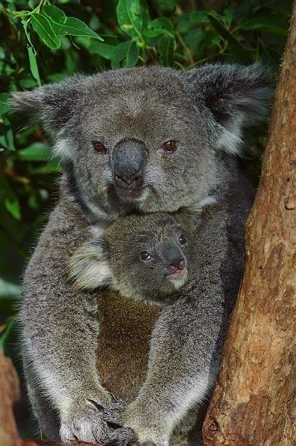 Flynns Beach Resort - Accommodation Resorts 11