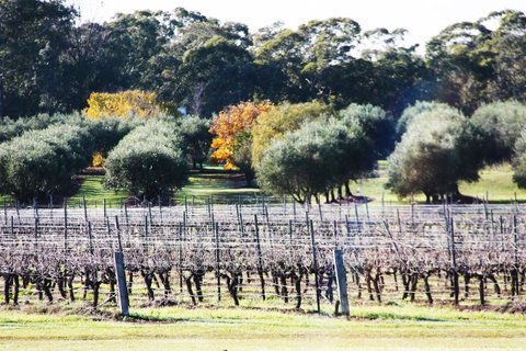 Adina Vineyard - Accommodation Resorts 15