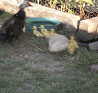 Corella Creek Country Farm Stay - Accommodation Resorts