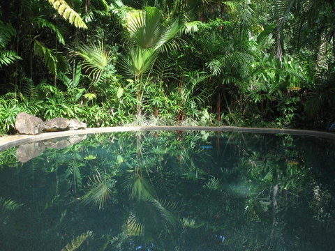 Daintree Rainforest Retreat Motel - Accommodation Resorts 0