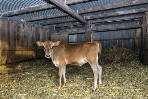 Dairyman's Cottage - Accommodation Resorts 0