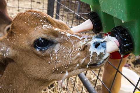 Dairyman's Cottage - Accommodation Resorts 2