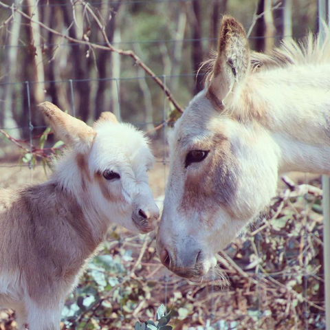 Donkey Tales Farm Cottages - Accommodation Resorts 3