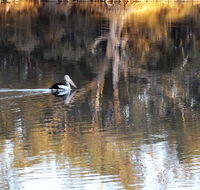 Euston Club Motel - Accommodation Resorts