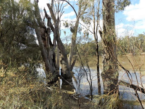 Euston Club Motel - Accommodation Resorts 3