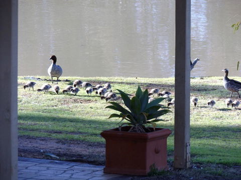 Euston Club Motel - Accommodation Resorts 1