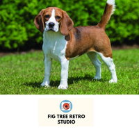 Fig Tree Retro Studio - Accommodation Resorts