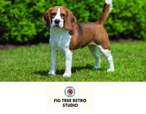 Fig Tree Retro Studio - Accommodation Resorts 0