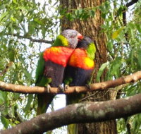 Gecko Cottage - Accommodation Resorts