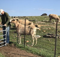 Gilgraves Vineyard Farmstay - Accommodation Resorts