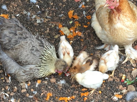 Jarrah Glen Cabins - Accommodation Resorts 3