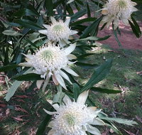 Lyrebird Gully Retreat - Accommodation Resorts