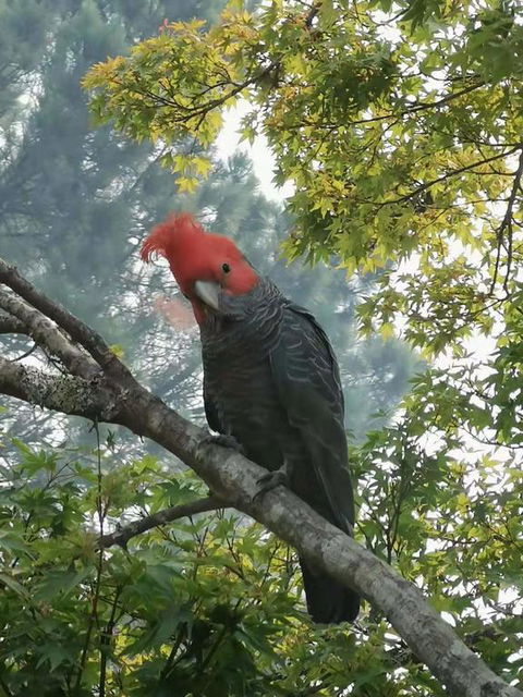 Milepost Annex In Wentworth Falls - Accommodation Resorts 3