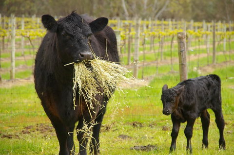 Naimanya Cottage - Accommodation Resorts 0