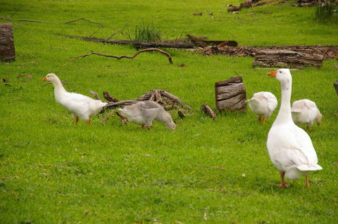 Naimanya Cottage - Accommodation Resorts 3