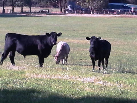 Cosy Corner Chalets - Accommodation Resorts 18