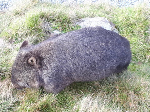 Robin\'s Nest B&B - Accommodation Resorts 19