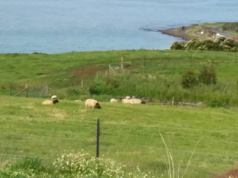 Penguin Seaside Farm - Accommodation Resorts 7