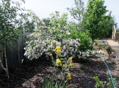 Elm Trees Accommodation @ Ross - Accommodation Resorts 7