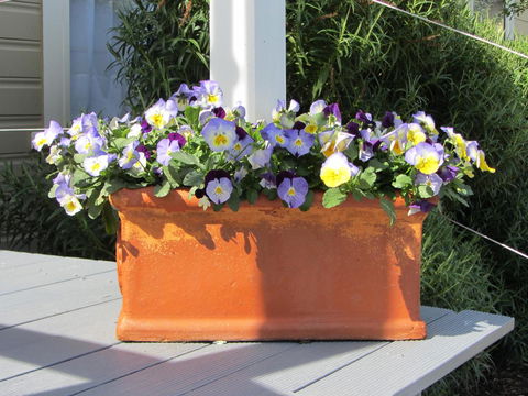 Elm Trees Accommodation @ Ross - Accommodation Resorts 27