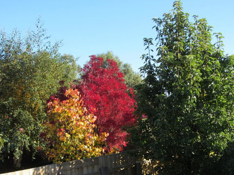 Elm Trees Accommodation @ Ross - Accommodation Resorts 21