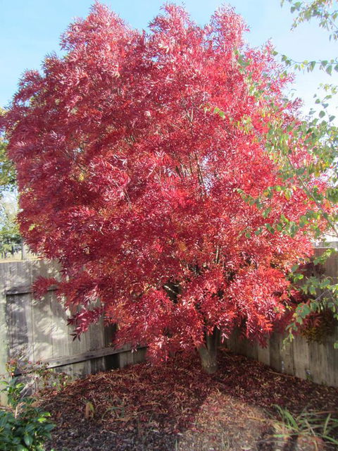 Elm Trees Accommodation @ Ross - Accommodation Resorts 22