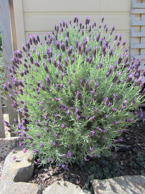 Elm Trees Accommodation @ Ross - Accommodation Resorts 23