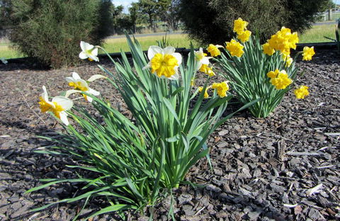 Elm Trees Accommodation @ Ross - Accommodation Resorts 26