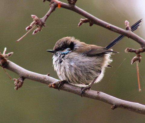 Free Spirit Pods - Accommodation Resorts 0