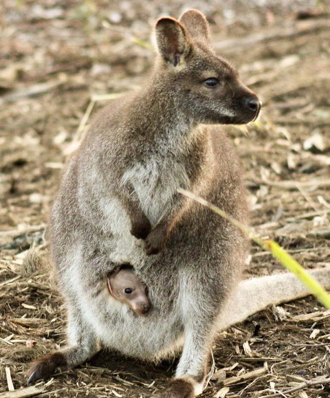 Free Spirit Pods - Accommodation Resorts 2