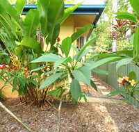 Rainforest Cottage Cairns - Accommodation Resorts
