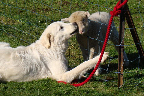 Buttons Cottage For Canyon & Rain Forest Walks With In House Dining - Accommodation Resorts 32