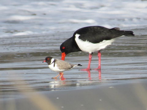 Captain Cook Holiday Park - Accommodation Resorts 17