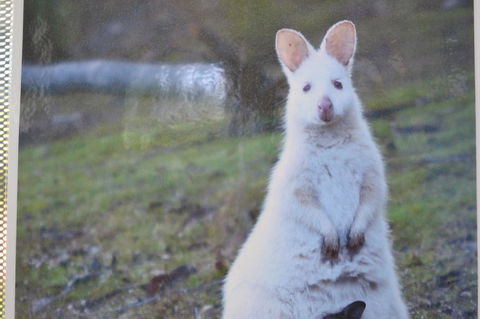 Captain Cook Holiday Park - Accommodation Resorts 22