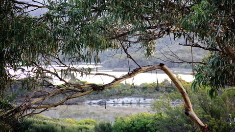 KINGFISHER COTTAGE Beachfront At The Binalong Bay - Accommodation Resorts 17