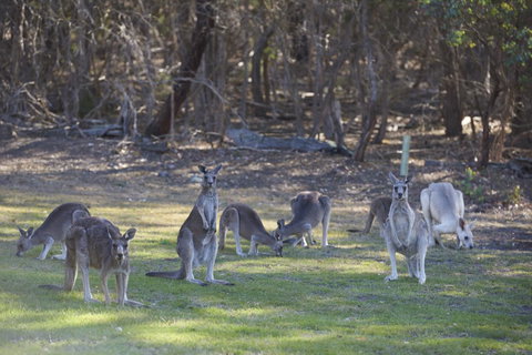 Yering Gorge Cottages - Accommodation Resorts 14