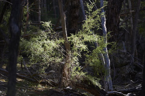 Yering Gorge Cottages - Accommodation Resorts 19