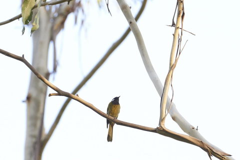 Yering Gorge Cottages - Accommodation Resorts 20