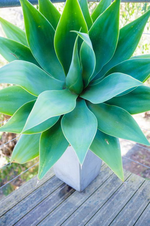 Ocean View Treetops Retreat - Accommodation Resorts 10